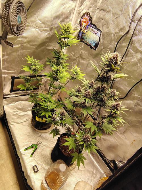 BPPRF3 upgrade and LCC. Week 8