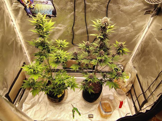 BPPRF3 upgrade and LCC. Week 8