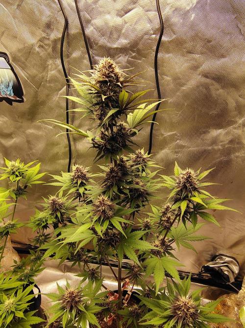 BPPRF3 upgrade and LCC. Week 8