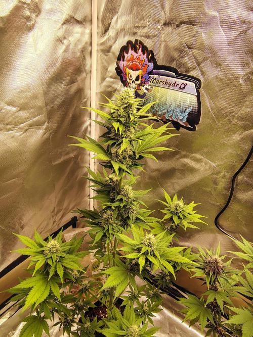 BPPRF3 upgrade and LCC. Week 8