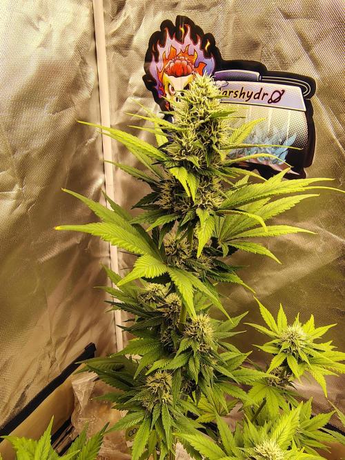 BPPRF3 upgrade and LCC. Week 8