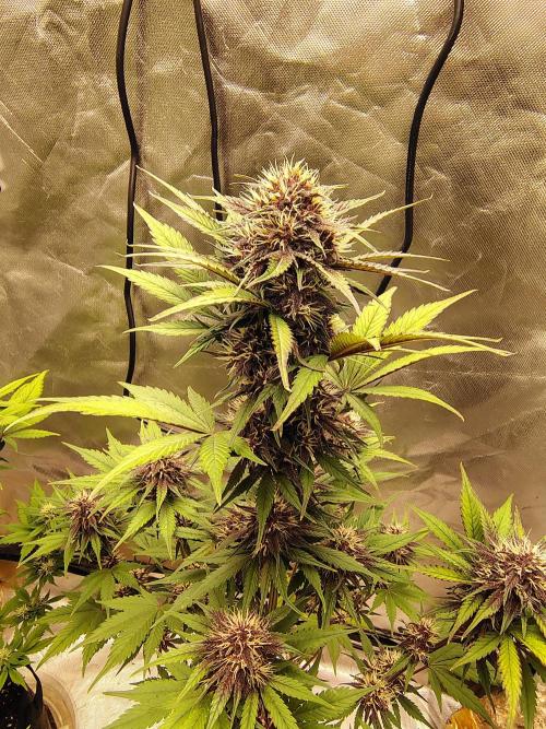 BPPRF3 upgrade and LCC. Week 8