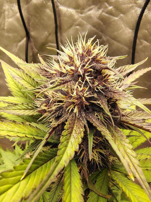 BPPRF3 upgrade and LCC. Week 8