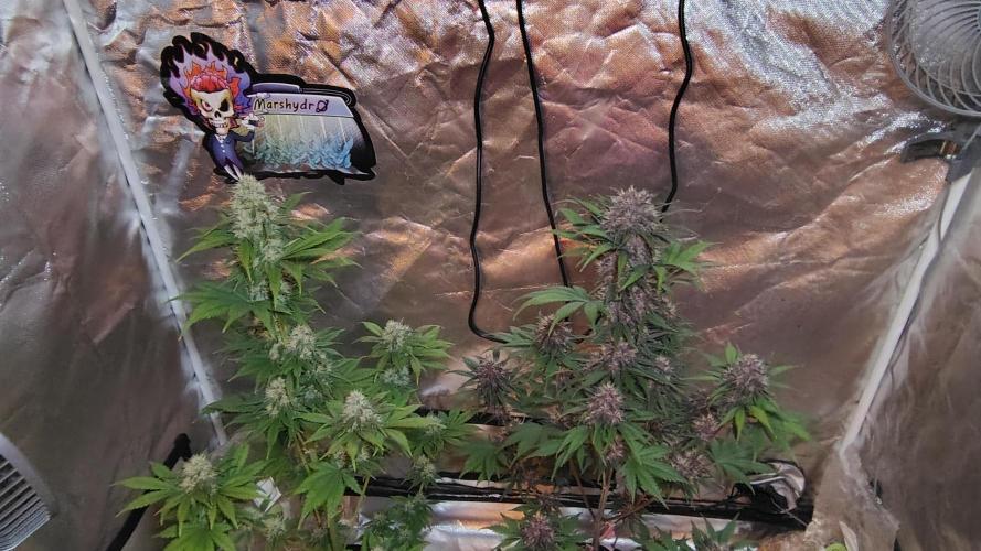 BPPRF3 upgrade and LCC. Week 9