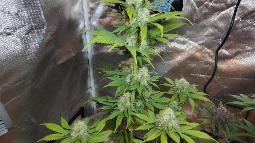 BPPRF3 upgrade and LCC. Week 9