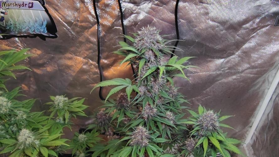 BPPRF3 upgrade and LCC. Week 9