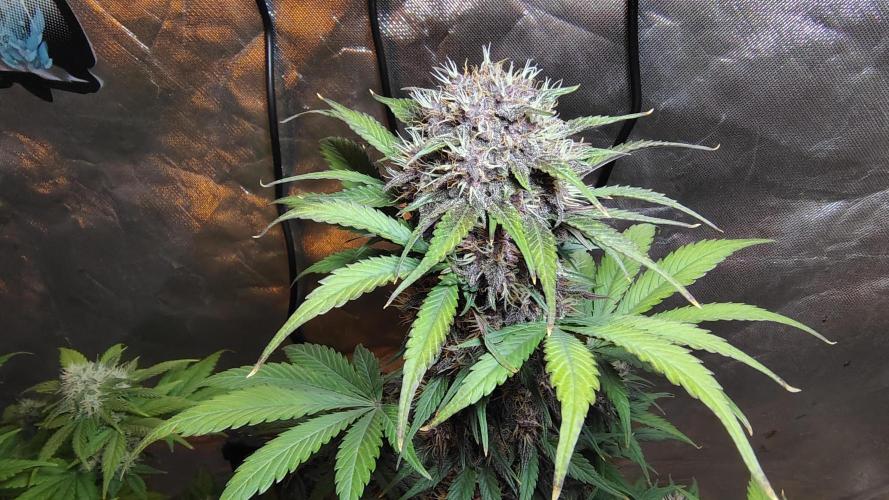 BPPRF3 upgrade and LCC. Week 9