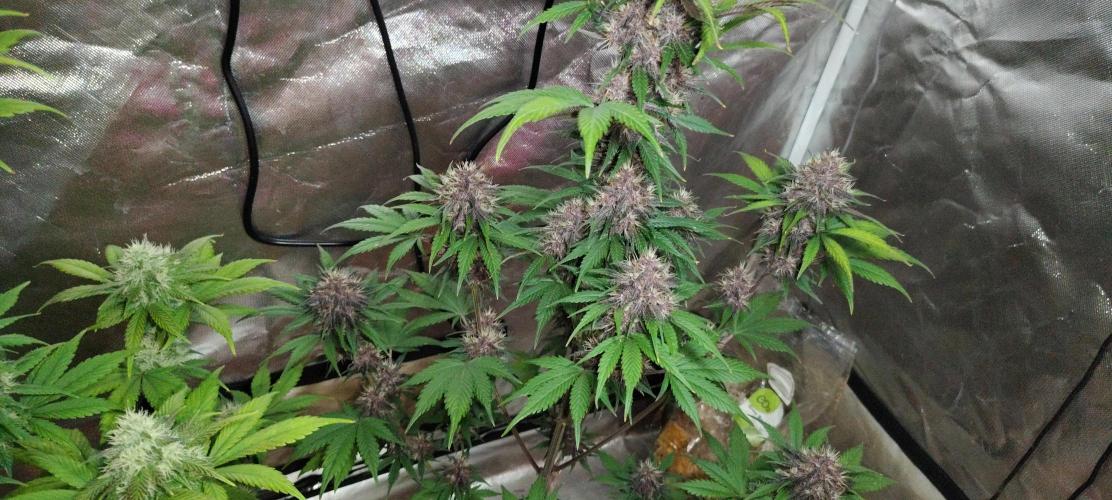 BPPRF3 upgrade and LCC. Week 9