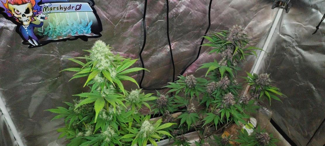 BPPRF3 upgrade and LCC. Week 9