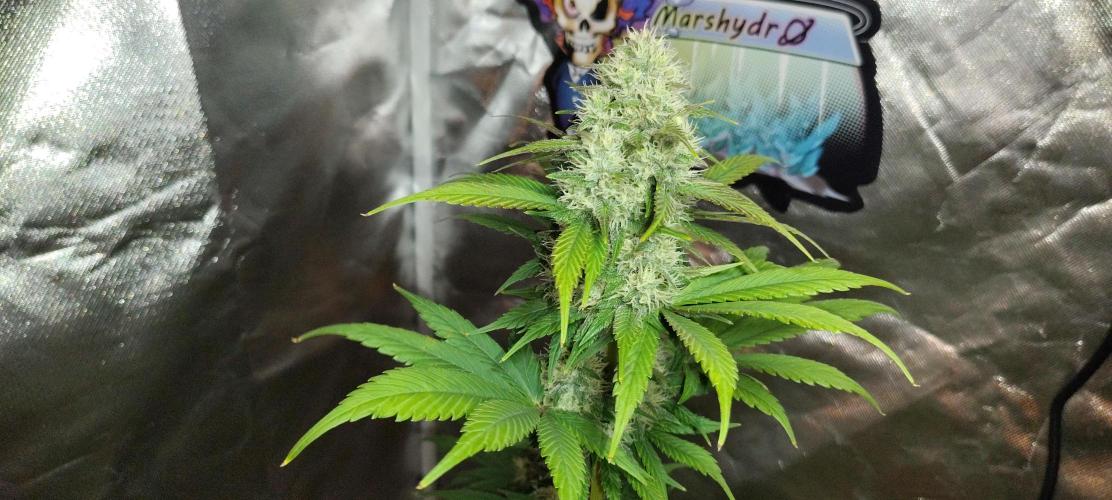 BPPRF3 upgrade and LCC. Week 9