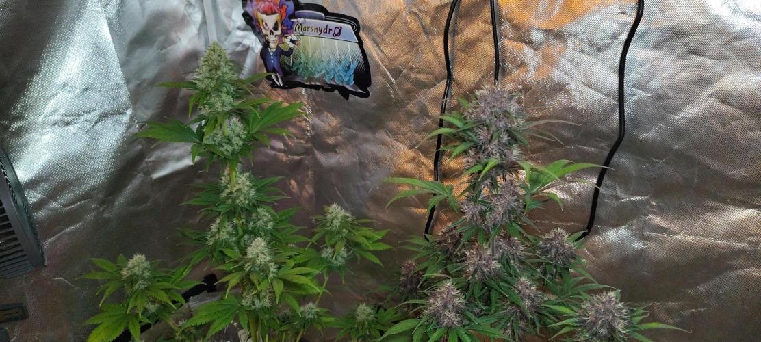 BPPRF3 upgrade and LCC. Week 9