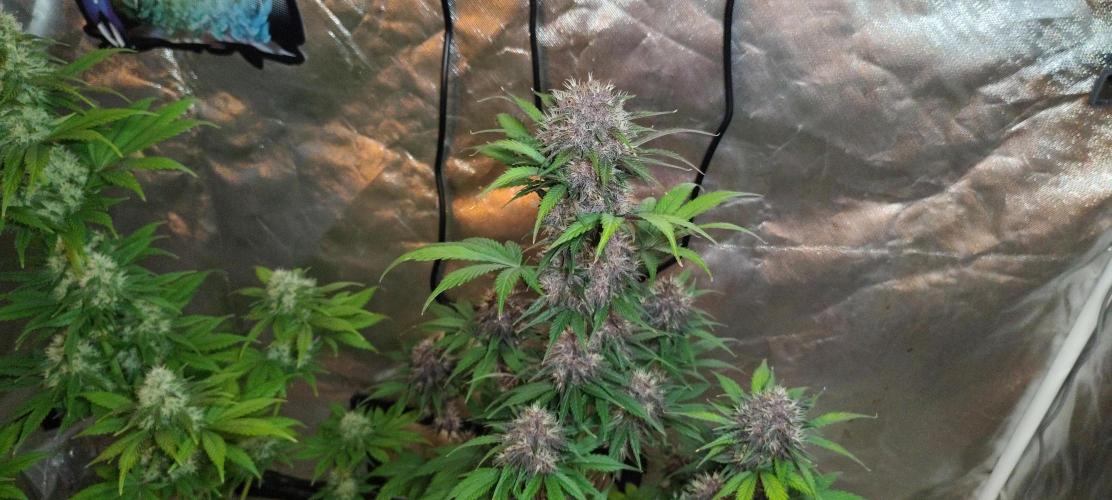 BPPRF3 upgrade and LCC. Week 9