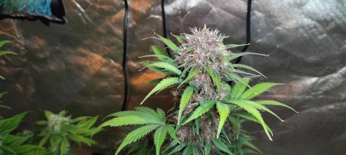 BPPRF3 upgrade and LCC. Week 9