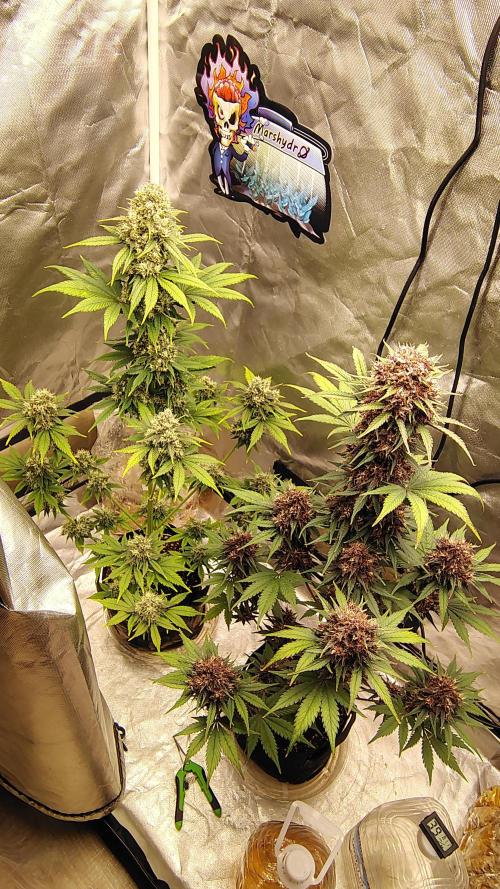 BPPRF3 upgrade and LCC. Week 10