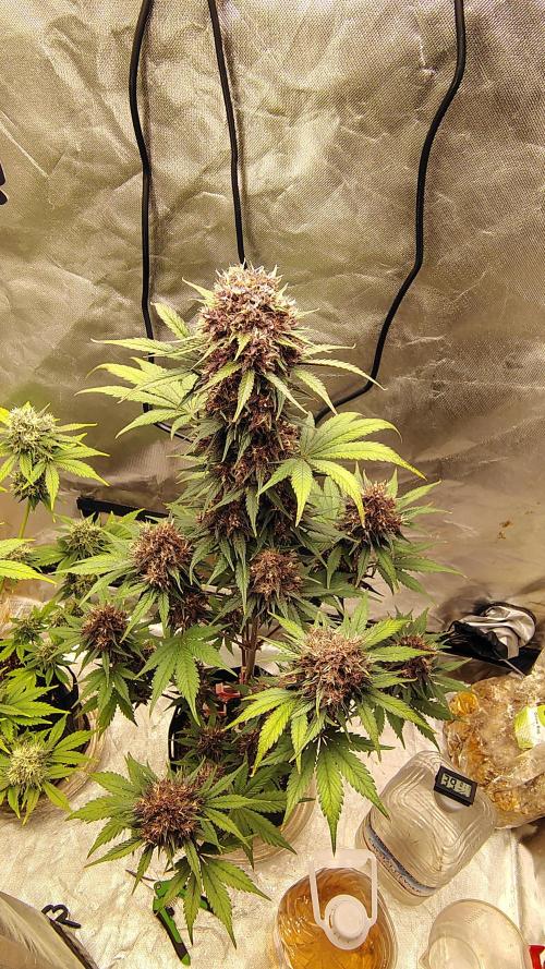 BPPRF3 upgrade and LCC. Week 10