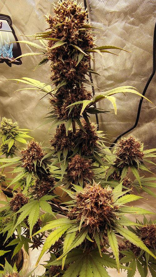 BPPRF3 upgrade and LCC. Week 10