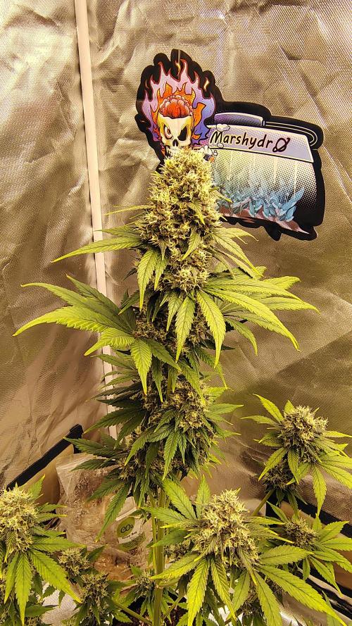 BPPRF3 upgrade and LCC. Week 10