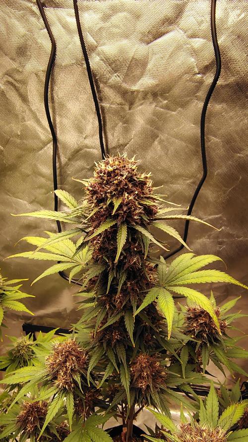 BPPRF3 upgrade and LCC. Week 10