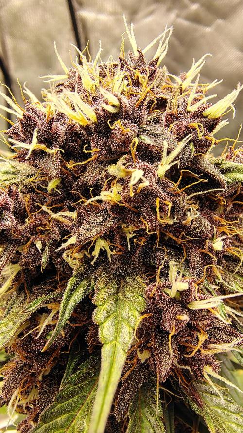 BPPRF3 upgrade and LCC. Week 10