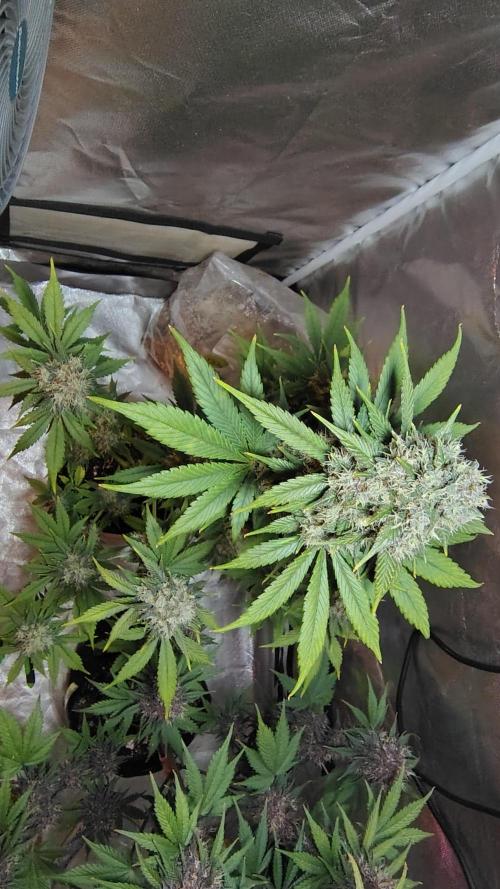 BPPRF3 upgrade and LCC. Week 10