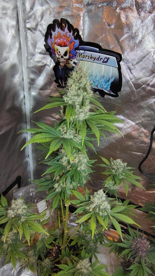 BPPRF3 upgrade and LCC. Week 10