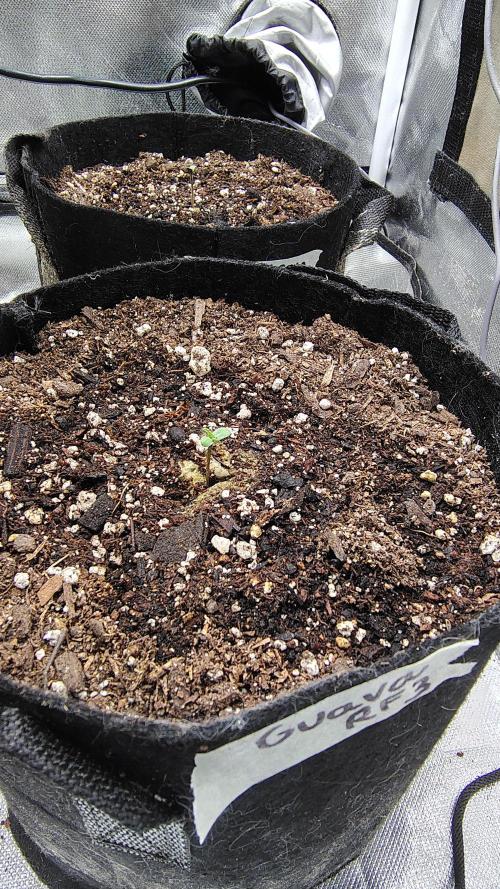 Guava and Cherry cola RF3 upgrades. Week 0