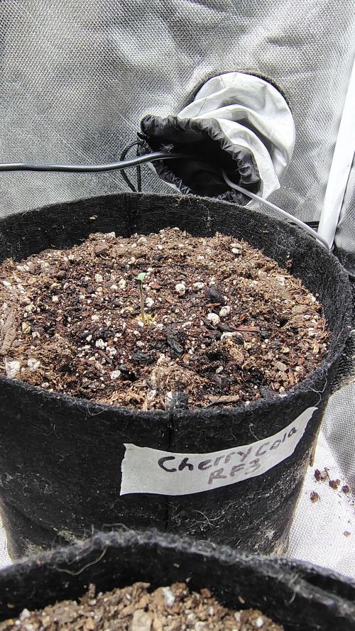 Guava and Cherry cola RF3 upgrades. Week 0