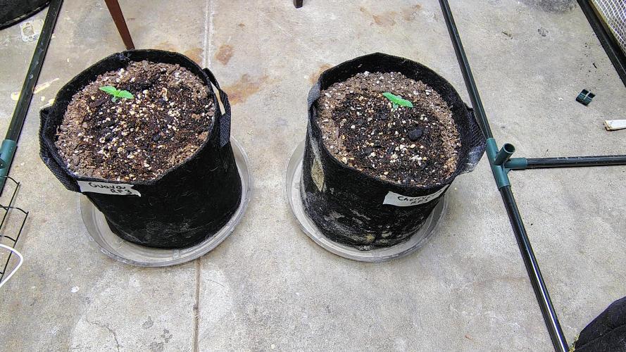 Guava and Cherry cola RF3 upgrades. Week 0