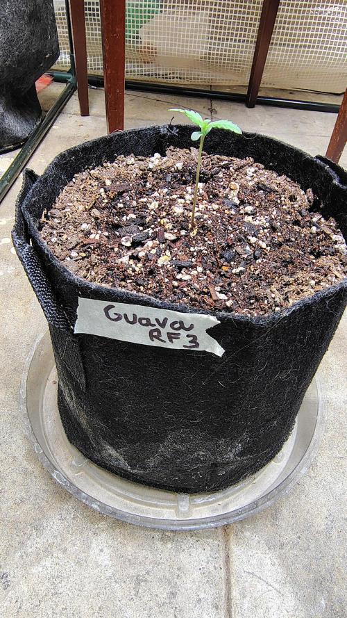 Guava and Cherry cola RF3 upgrades. Week 0