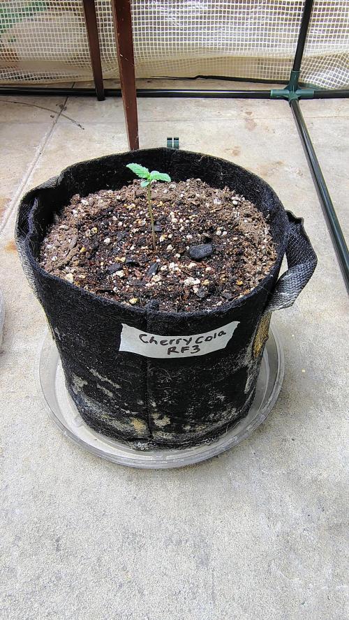 Guava and Cherry cola RF3 upgrades. Week 0