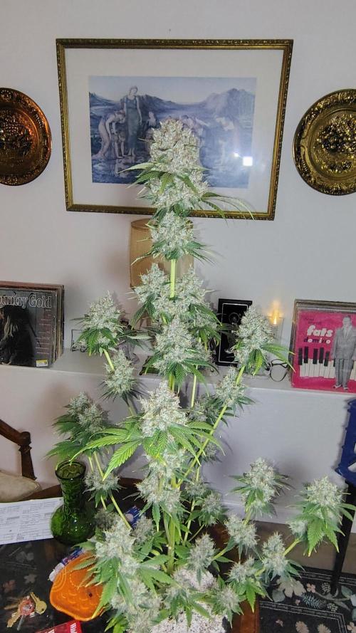 BPPRF3 upgrade and LCC. Week 11