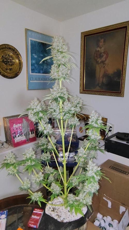 BPPRF3 upgrade and LCC. Week 11