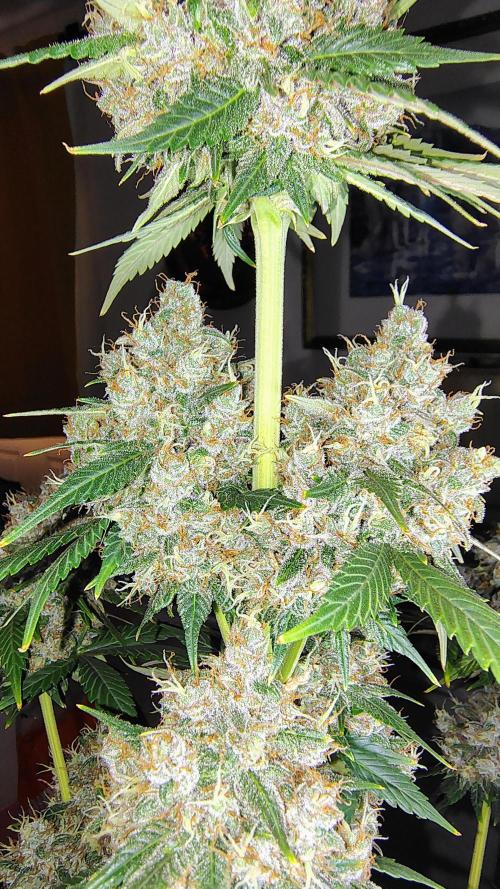 BPPRF3 upgrade and LCC. Week 11