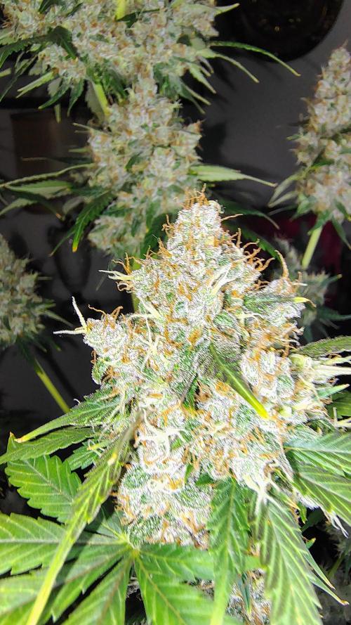 BPPRF3 upgrade and LCC. Week 11