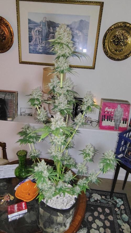 BPPRF3 upgrade and LCC. Week 11