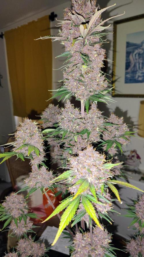 BPPRF3 upgrade and LCC. Week 11 - Lemon cherry cookies