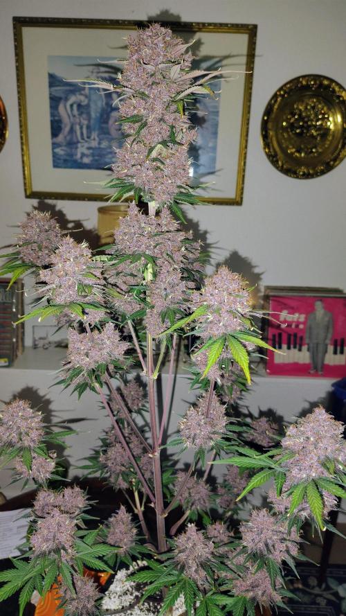 BPPRF3 upgrade and LCC. Week 11