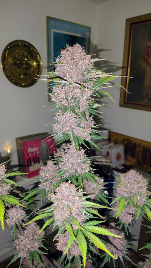 BPPRF3 upgrade and LCC. Week 11