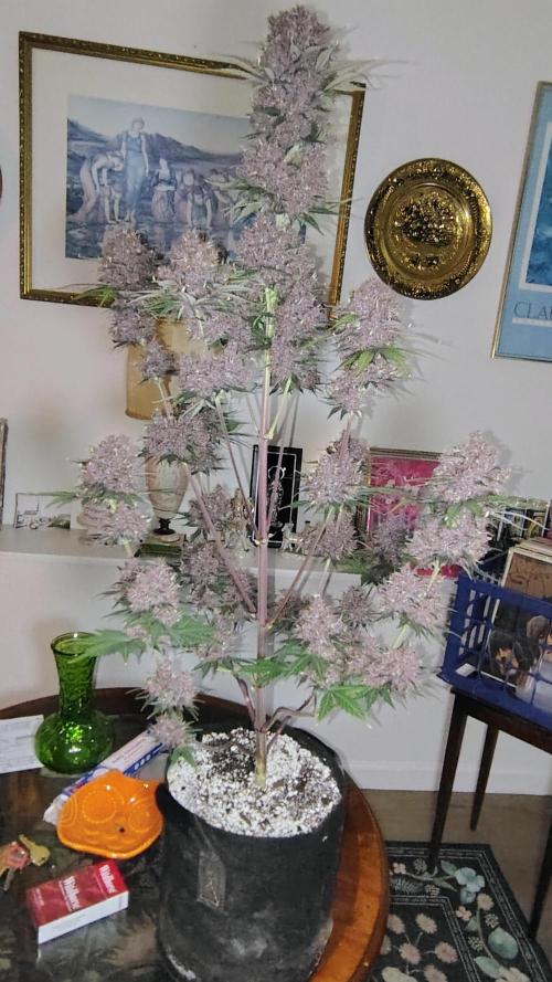 BPPRF3 upgrade and LCC. Week 11