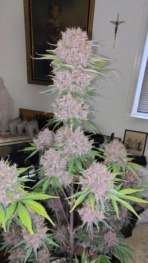 BPPRF3 upgrade and LCC. Week 11