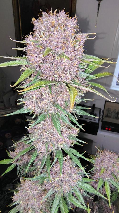 BPPRF3 upgrade and LCC. Week 11