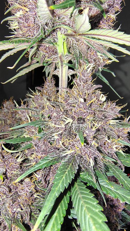 BPPRF3 upgrade and LCC. Week 11