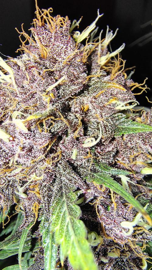 BPPRF3 upgrade and LCC. Week 11