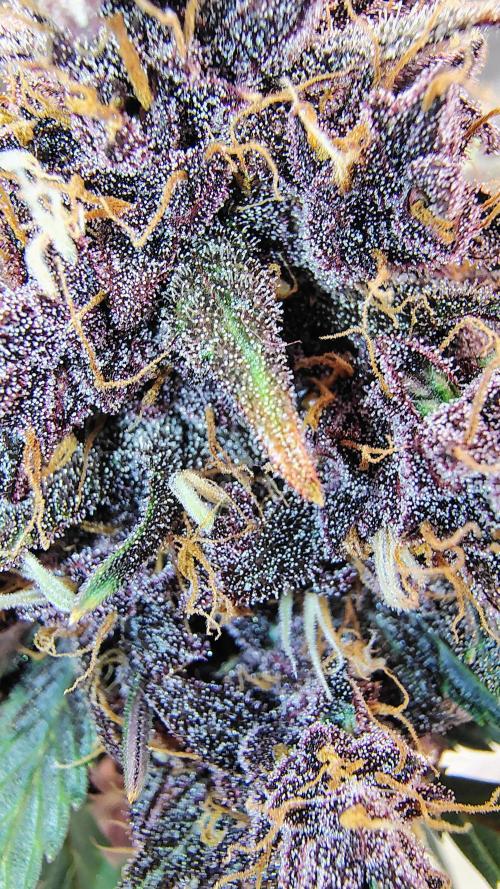 BPPRF3 upgrade and LCC. Week 11