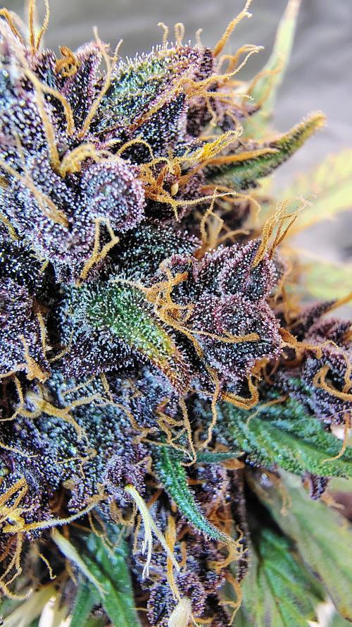 BPPRF3 upgrade and LCC. Week 11