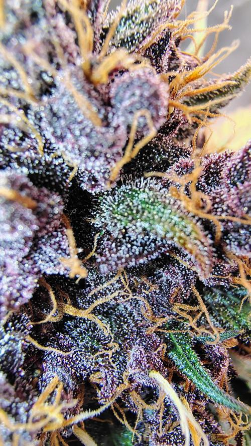 BPPRF3 upgrade and LCC. Week 11