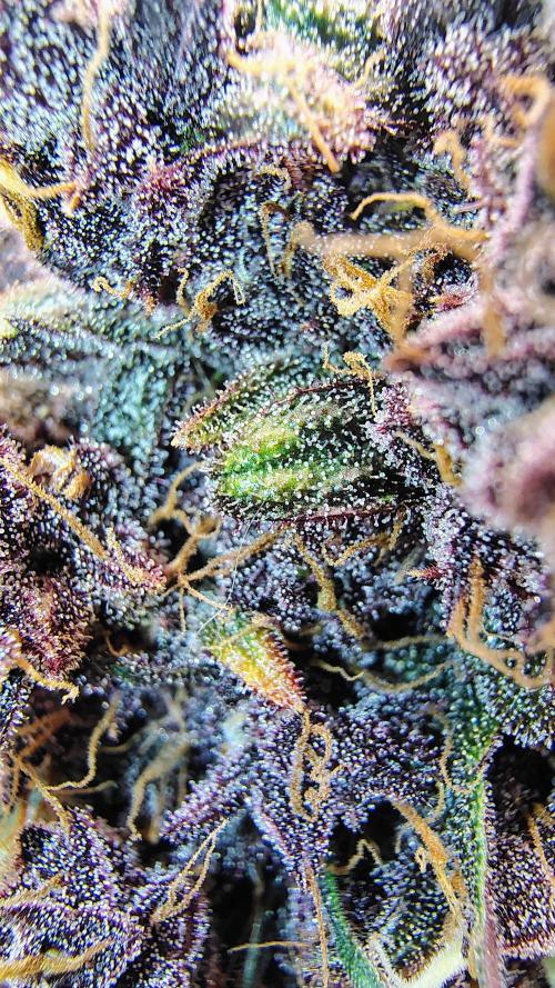 BPPRF3 upgrade and LCC. Week 11