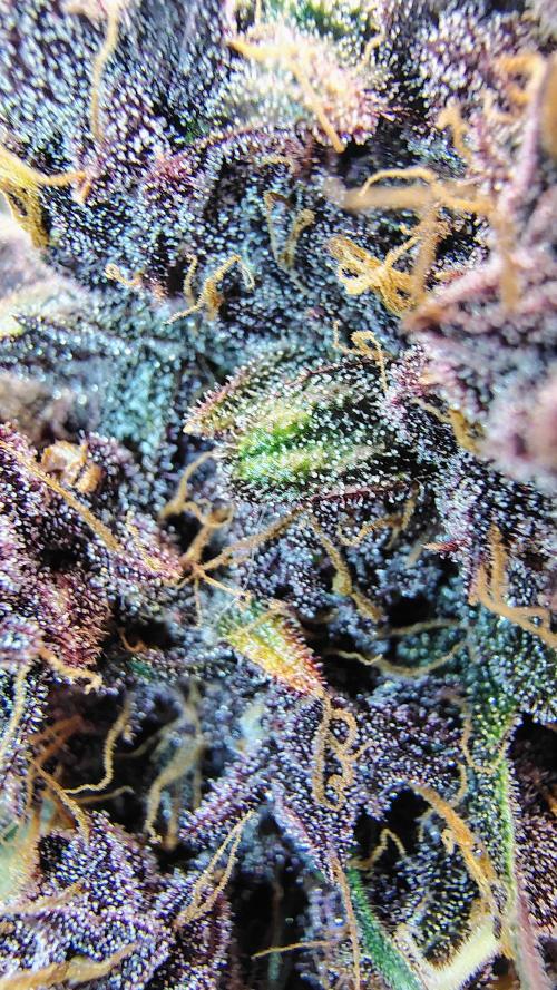 BPPRF3 upgrade and LCC. Week 11