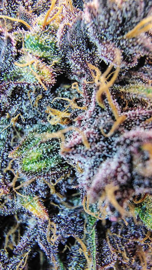 BPPRF3 upgrade and LCC. Week 11