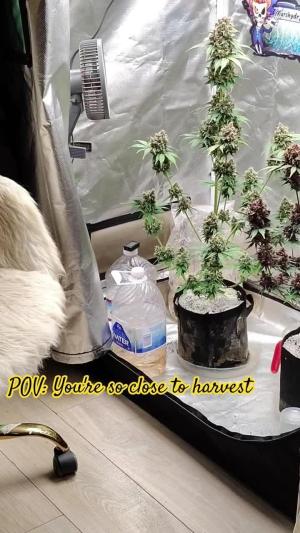 Comment by Scottydarkmoonbuds photo #1